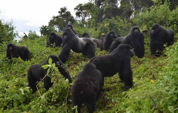 Mgahinga Gorilla National Park