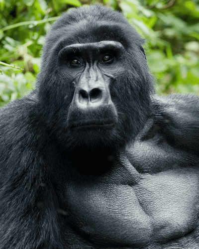 Island-Wild-Adventures-Africa-Gorilla-Trekking-Bwindi-Impene